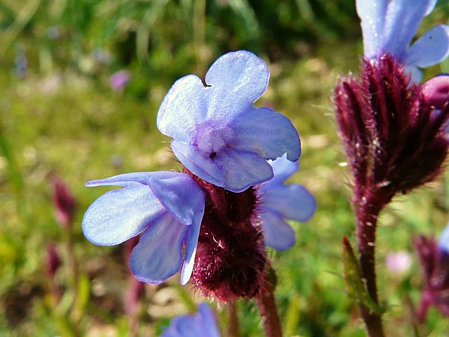 Anchusella cretica (Mill.) Bigazzi, E. Nardi & Selvi